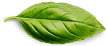 Home basil leaf